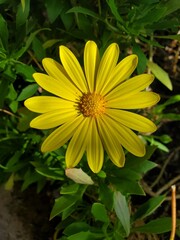 Bright Yellow Daisy Flower in Green Foliage

