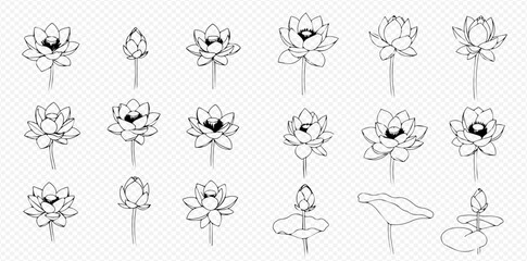 Collection of lotus flower illustrations in various stages of bloom, including buds and open blossoms, in a line art style.