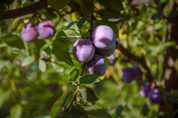 Ripe plums on a branch growing in the garden.