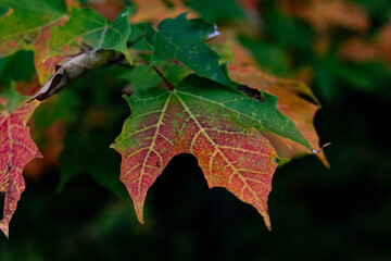red maple leaf