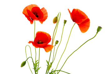 Obraz premium close up of red poppies poppy flowers with buds isolated on white background, png, ai generated.