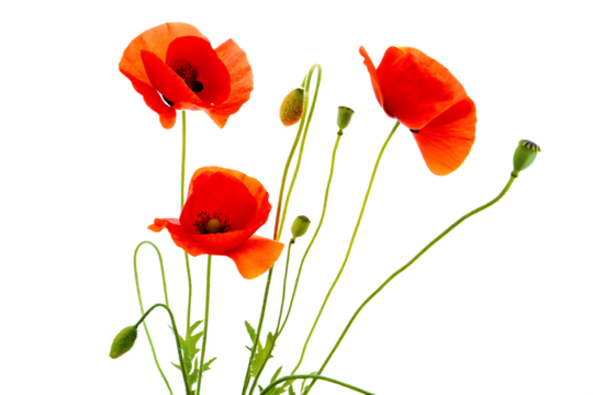 close up of red poppies poppy flowers with buds isolated on white background, png, ai generated.