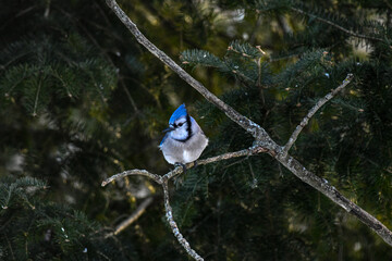 Bluejay on branch
