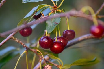 red cherries on a branch