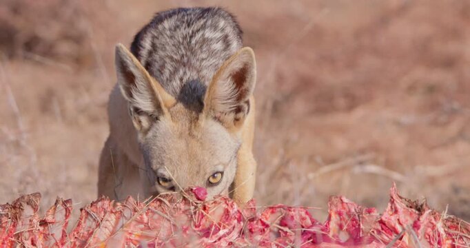 Wide of Black backed jackal (Canis mesomelas) eating parts of carcass during dry season in Savannah grassland in Kenya