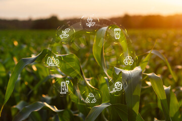 Green cornfield at sunset with circular eco-friendly icons, including recycling, renewable energy,...