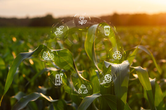 Green cornfield at sunset with circular eco-friendly icons, including recycling, renewable energy, and sustainable agriculture symbols. Concept environmental technology and sustainability with nature.