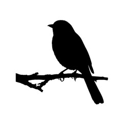 Bird black and white silhouette vector design