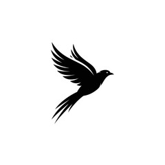 Bird graphic silhouette black and white, colourful graphic, beautiful, feathers, beak