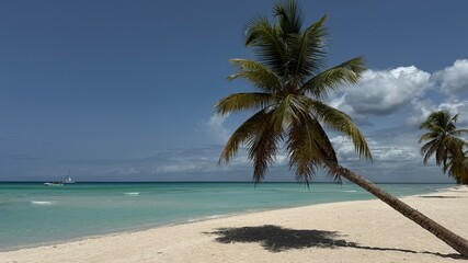 palm trees on the beach