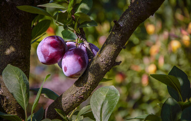 Ripe plums on a tree against the background of a garden, growing in a garden.
