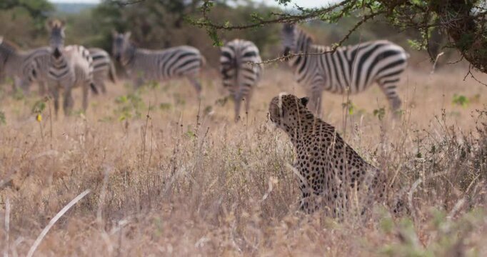Wide of cheetah (Acinonyx jubatus) beneath tree observing herd of plains zebra (Equus burchelli) in savannah in afternoon in Kenya