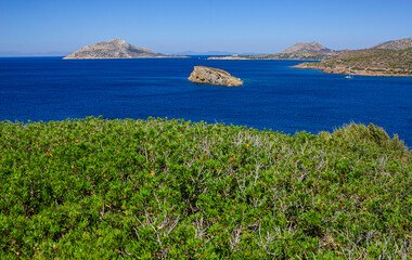 Seascape over a shrub