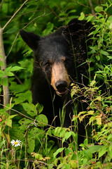 Portrait of a Black Bear looking out along thedge of a forest