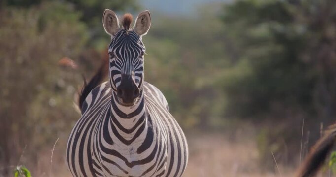Wide of herd of plains zebra (Equus burchelli) standing while facing camera on grassy savannah in sunny afternoon in Kenya