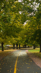 Obraz premium Pedestrian walk beneath fall trees in Burlington Vermont