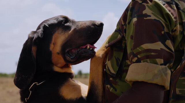 Close-up gimbal of a Bloodhound Dog (Canis lupus familiaris) head and paws on a game warden at noon in Kenya