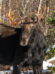 North American Moose on Trail in Northern New Hampshire, Winter. 