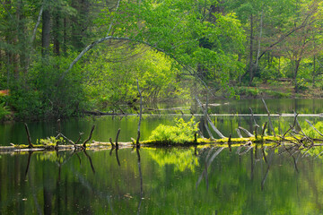Mossy fallen log in a Newport, New Hampshire pond.