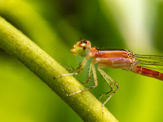 Delicate Beauty – Close-Up Macro of a Baby Butterfly in Stunning Detail