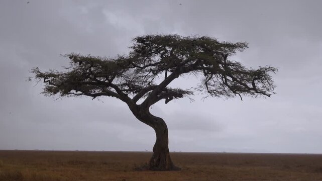 Extreme wide of an Apple ringed acacia (Faidherbia albida) in a rainy afternoon in savanna grasslands in kenya