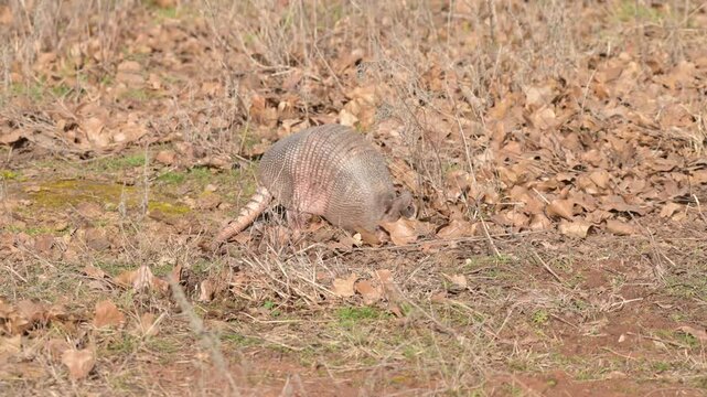 A hungry Armadillo digging in leaf litter in daylight, looking for bugs to eat, in winter