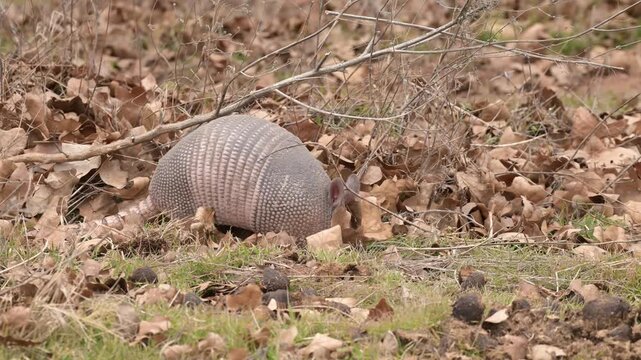 Armadillo digging under dead plants and leaves in a winter pasture, for bugs to eat, in dayllight
