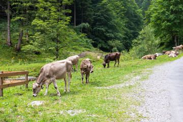 Naklejka premium Brown Swiss cows peacefully grazing along a paved mountain path surrounded by lush green trees and alpine scenery, on the way to Seealpsee in the Appenzell Alps, Switzerland.