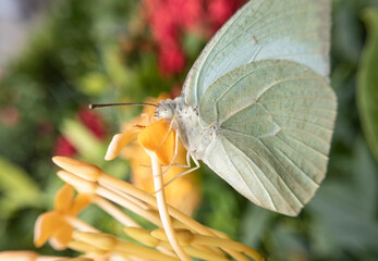 Stunning Butterfly Macro – Close-Up Nature Photography with Vivid Wing Detai