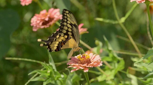 Closeup, ventral view of a Giant Swallowtail butterfly feeding on a light orange Zinnia before flying off to the right, in slow motion