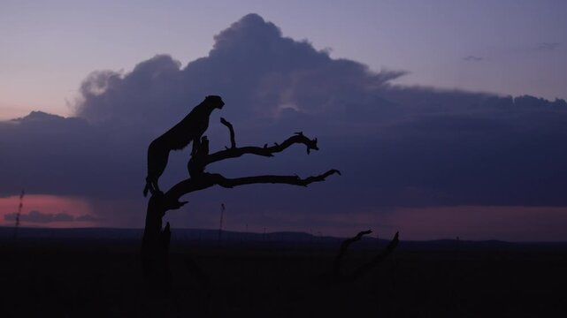 Very wide gimbal parallax of Cheetah (Acinonyx jubatus) standing on dead tree in savannah silhouetted against cloudy sunset in Kenya