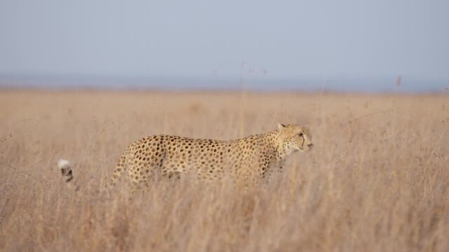 Wide steadicam of a cheetah (Acinonyx jubatus) walking through the grasslands at evening in Kenya