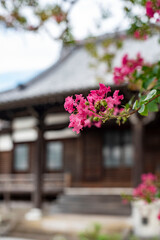 鎌倉2589　本興寺1　百日紅