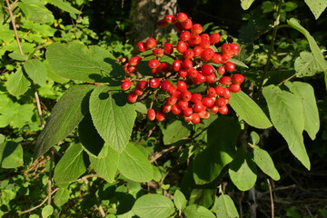 Früchte des Wolligen Schneeball in einer Hecke der Schwäbischen Alb