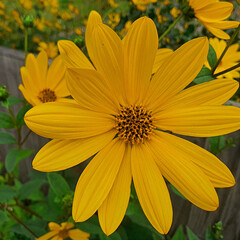 Close-Up of Yellow Daisy-Like Flower in Bloom with Green Background