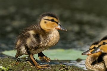 Mallard Ducklings on a Pond in Fishers Indiana, Spring. 