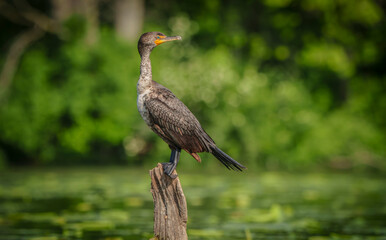 Double Crested Cormorant Sitting on a Log in a Lake, Fishers, Indiana. 