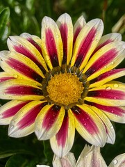 yellow and pink flower