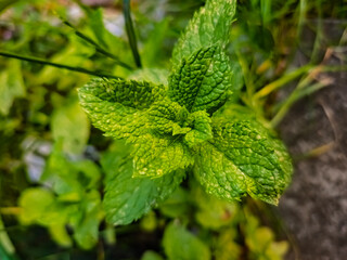 Corn mint plant
