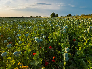 Summer poppy field near Szeged