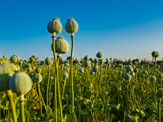 Summer poppy field near Szeged