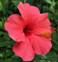 Rote Hibiskus Blüte im botanischen Garten von Nizza, Makroaufnahme © RS Visuals