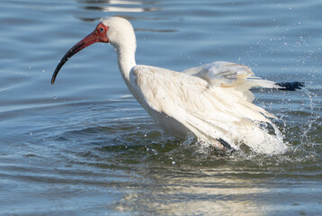 White Ibis Preening and Splashing in Shallow Water, Summer, Texas, 