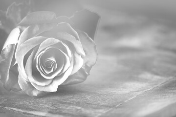 Einzelne Rose Graut&ouml;ne auf Holz mit Platz f&uuml;r Text monochrom