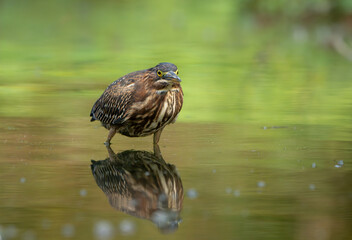 Green Heron by Creek in Morning Light, Spring, Fishers, Indiana