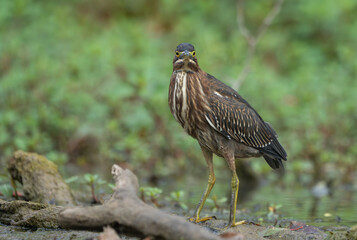 Green Heron by Creek in Morning Light, Spring, Fishers, Indiana