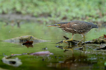 Green Heron by Creek in Morning Light, Spring, Fishers, Indiana