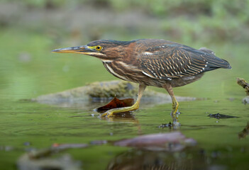 Green Heron by Creek in Morning Light, Spring, Fishers, Indiana