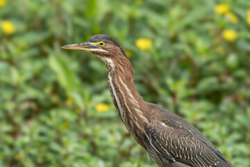Green Heron by Creek in Morning Light, Spring, Fishers, Indiana