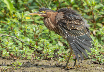 Green Heron by Creek in Morning Light, Spring, Fishers, Indiana